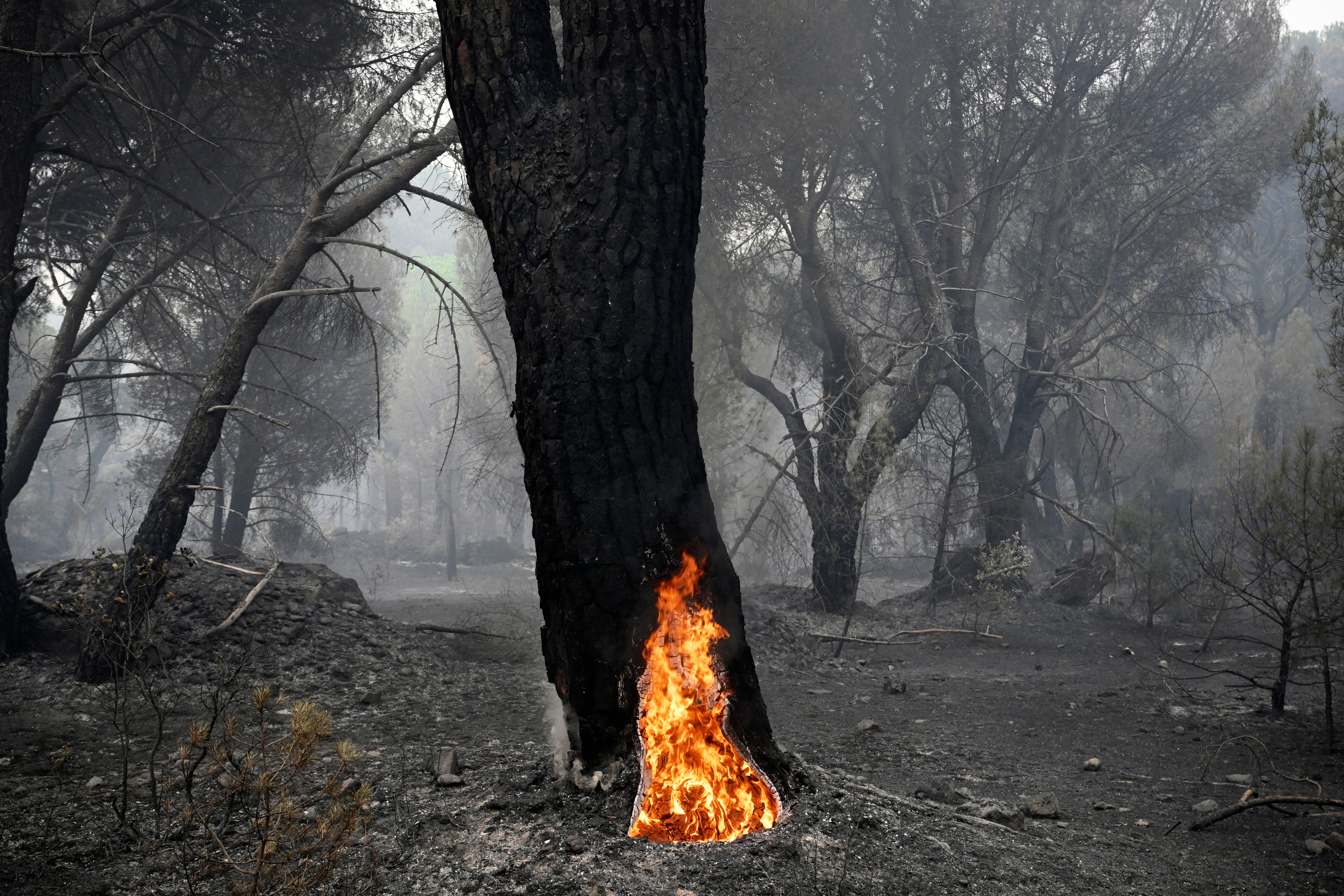 Se observa un gran pino con el tronco hueco que aún arde por dentro, en un bosque calcinado tras un incendio forestal cerca de La Adrada, a 95 km al oeste de Madrid