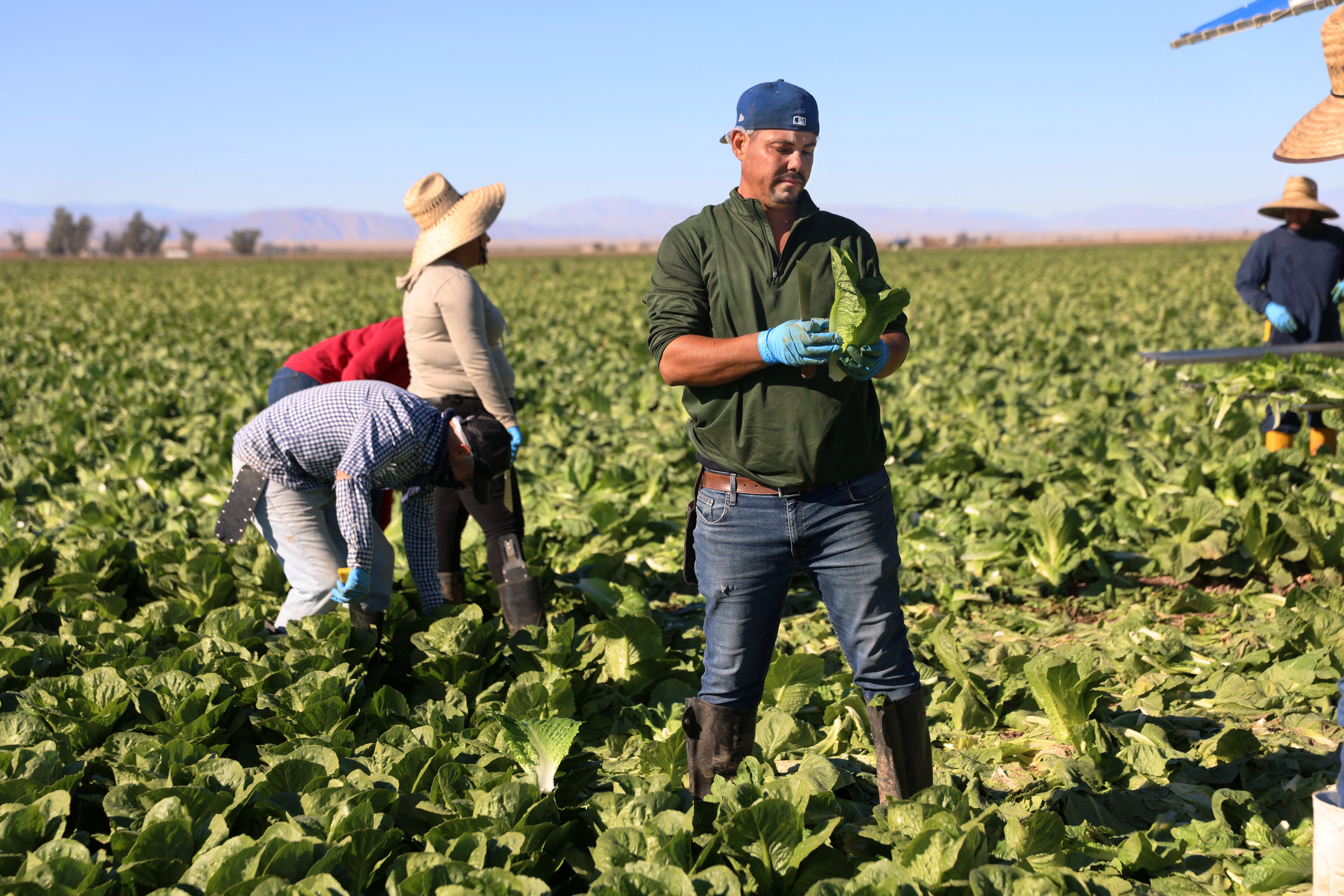 La lechuga ha estado relacionada con numerosos brotes de enfermedades transmitidas por alimentos en los últimos años. Sus hojas pueden retener patógenos, parásitos y otros contaminantes