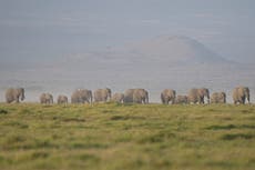 Autoridades investigan la muerte de 15 elefantes en un parque nacional de Kenia