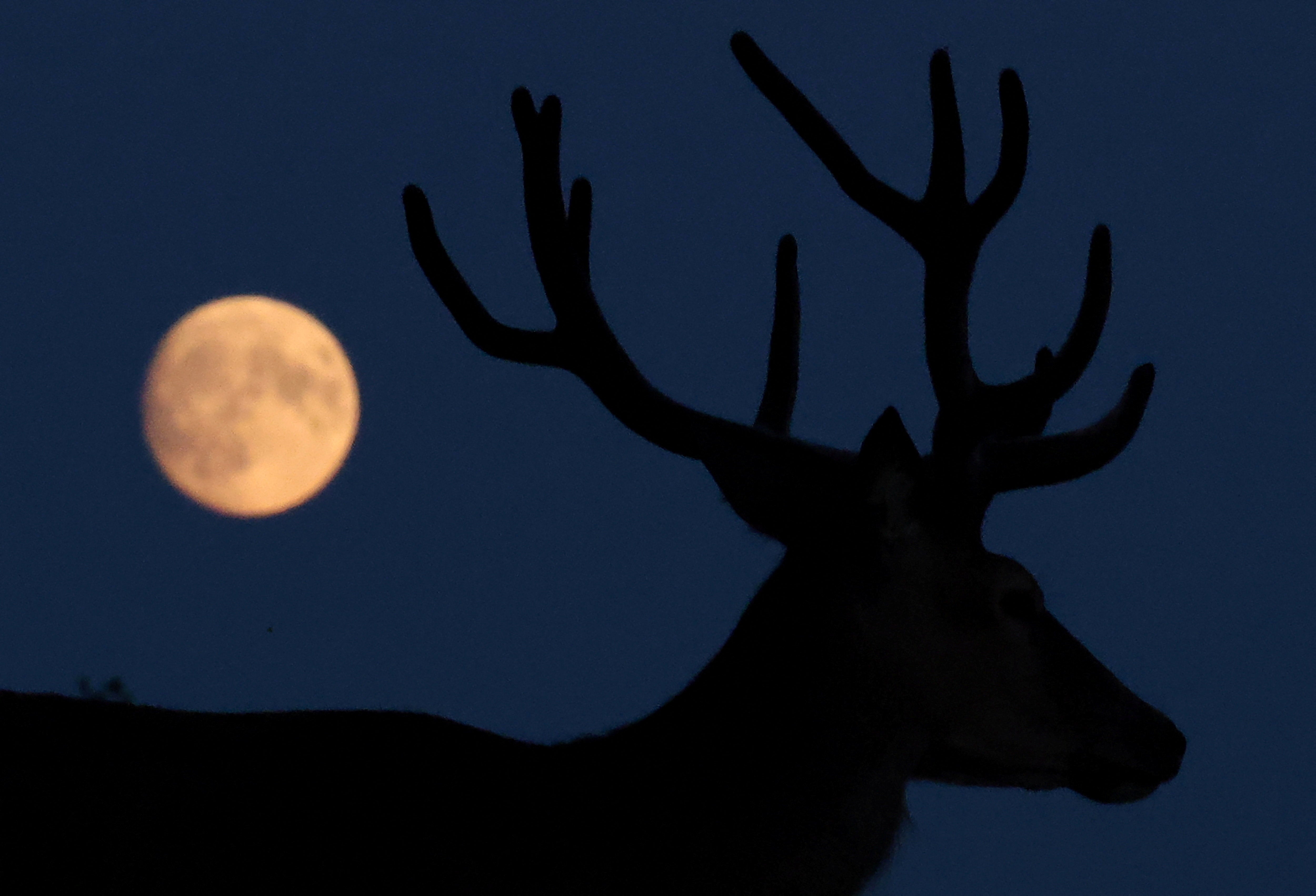 Luna del Ciervo: cuál es el significado del nombre de la Luna para cada mes del año