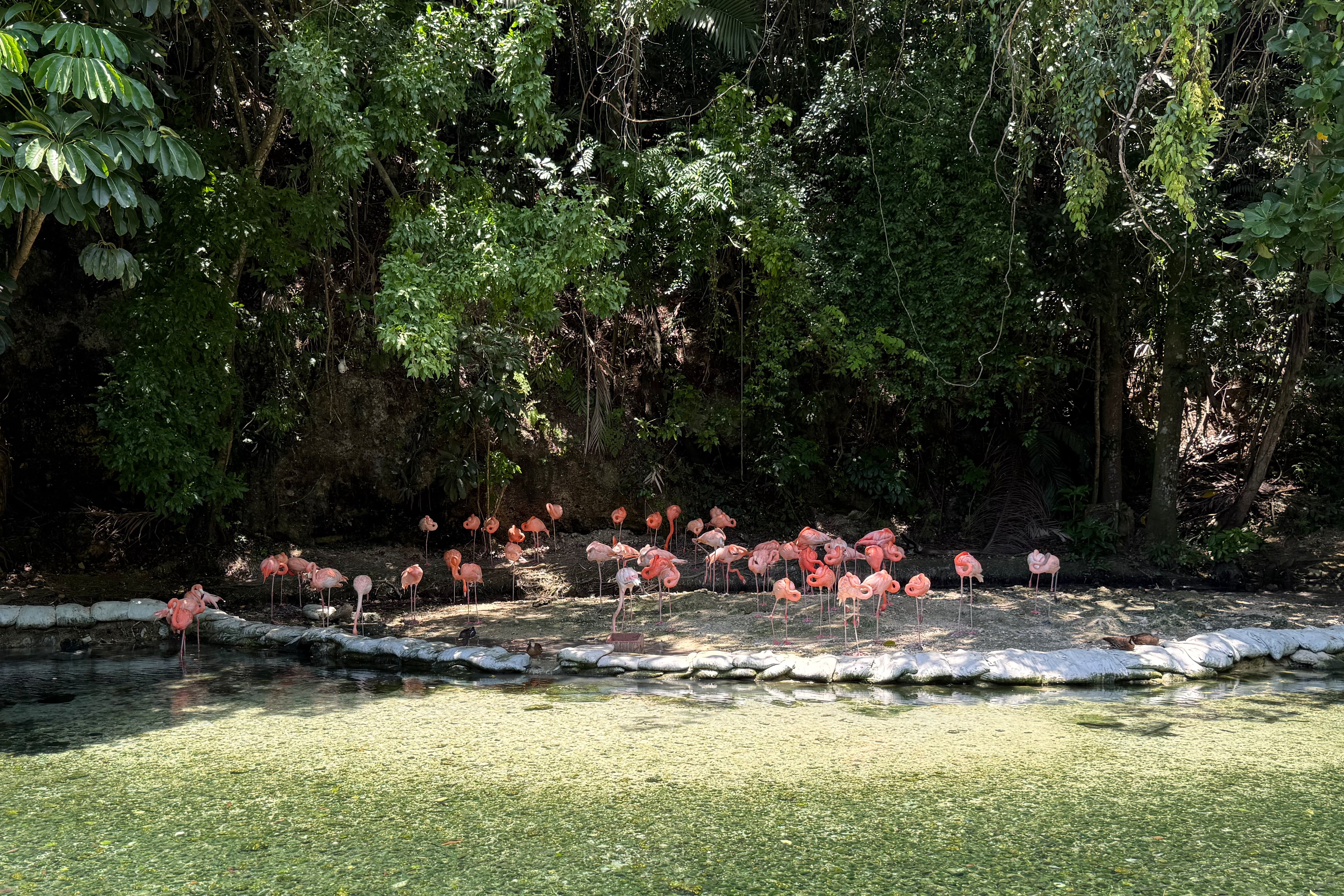 Zoológico de República Dominicana acoge animales confiscados
