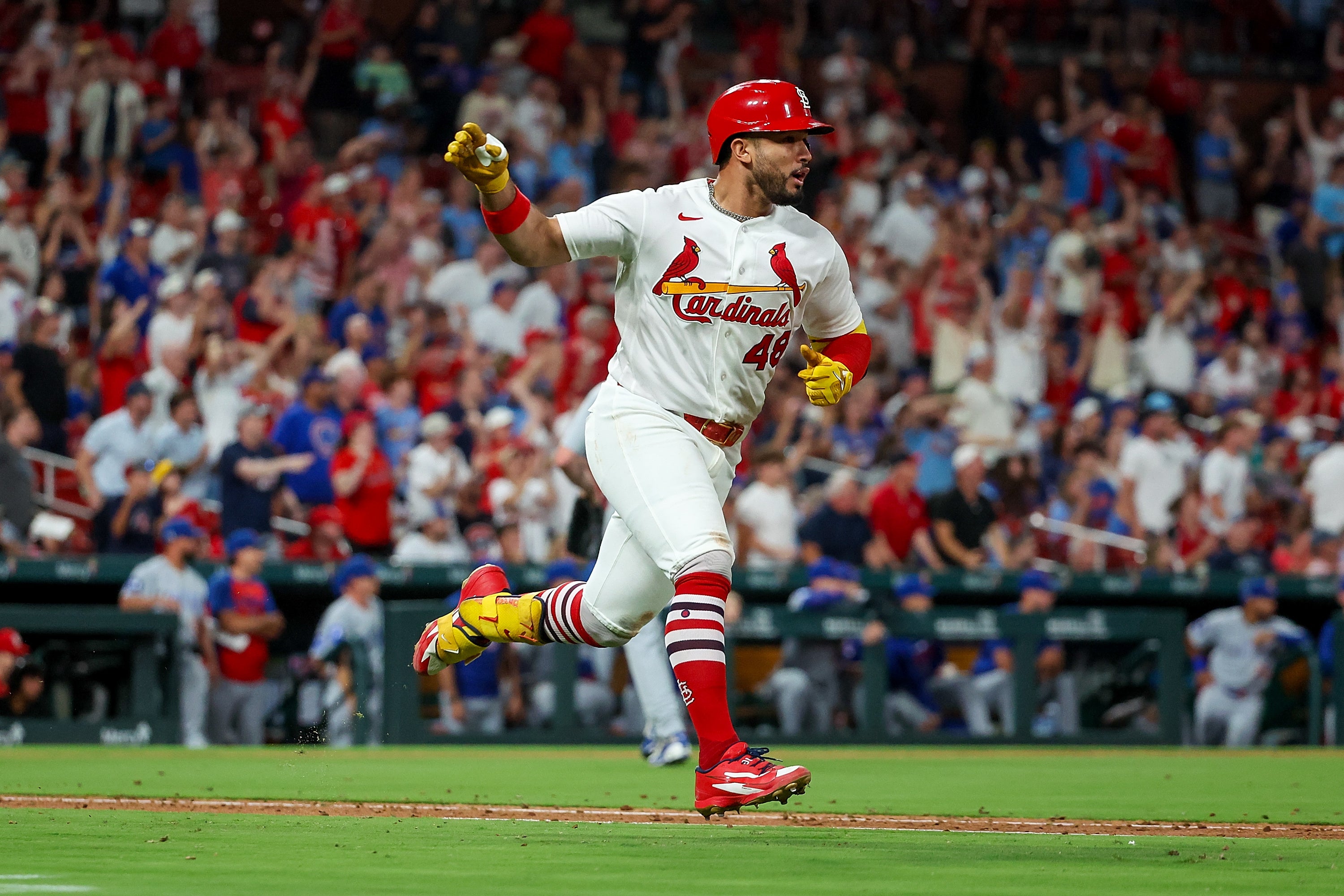 CACHORROS-CARDENALES