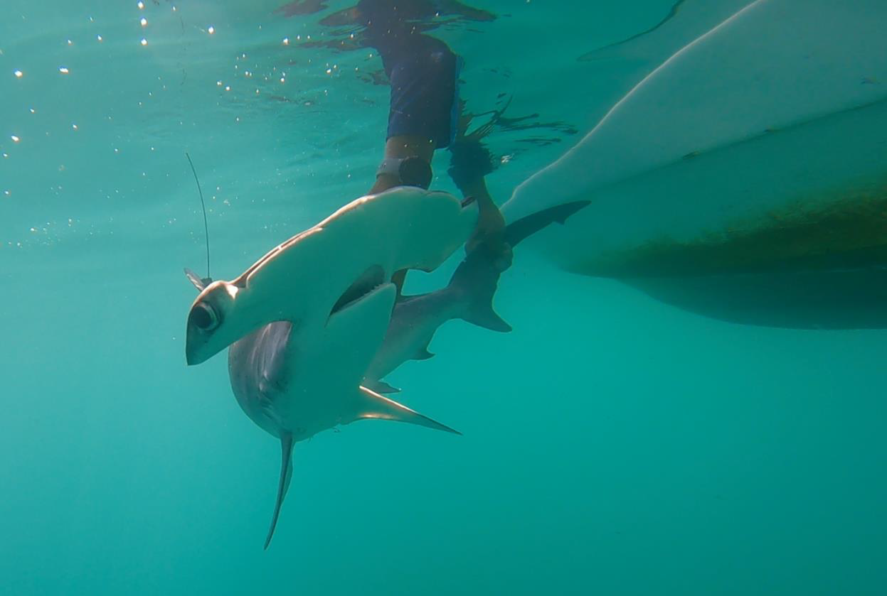 Investigadores de la Universidad Texas A&M en Galveston estudian la ecología y las necesidades de conservación del tiburón martillo liso