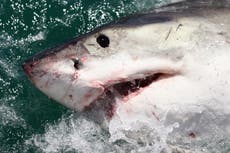 Cómo El Niño está llevando tiburones blancos y serpientes marinas a California