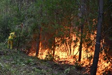 La gestión forestal de Francia debería cambiar para evitar más incendios en Les Landes