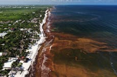 Avance del sargazo amenaza al Caribe, gobierno y empresas buscan cómo combatirlo