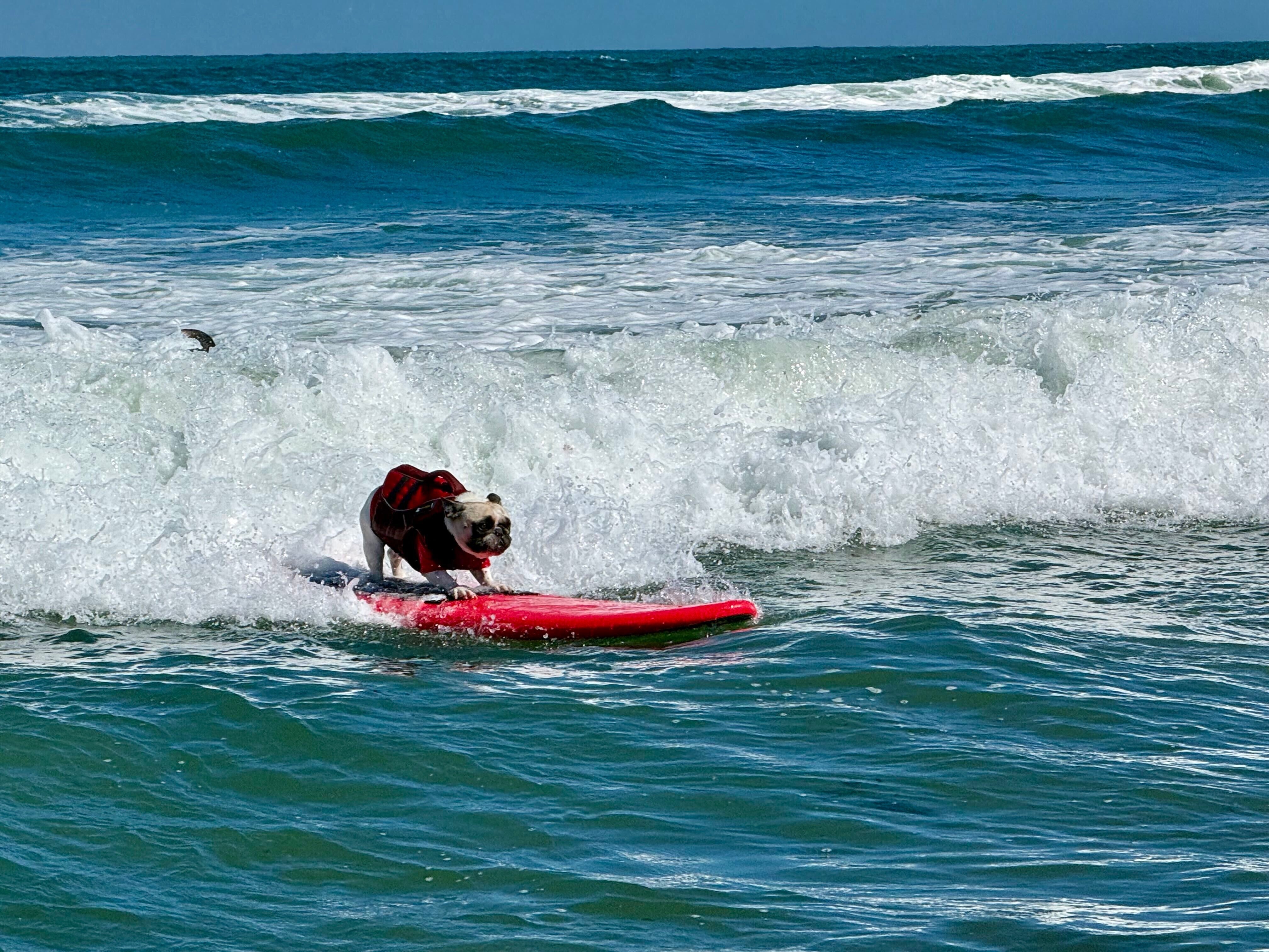 PERROS SURFISTAS