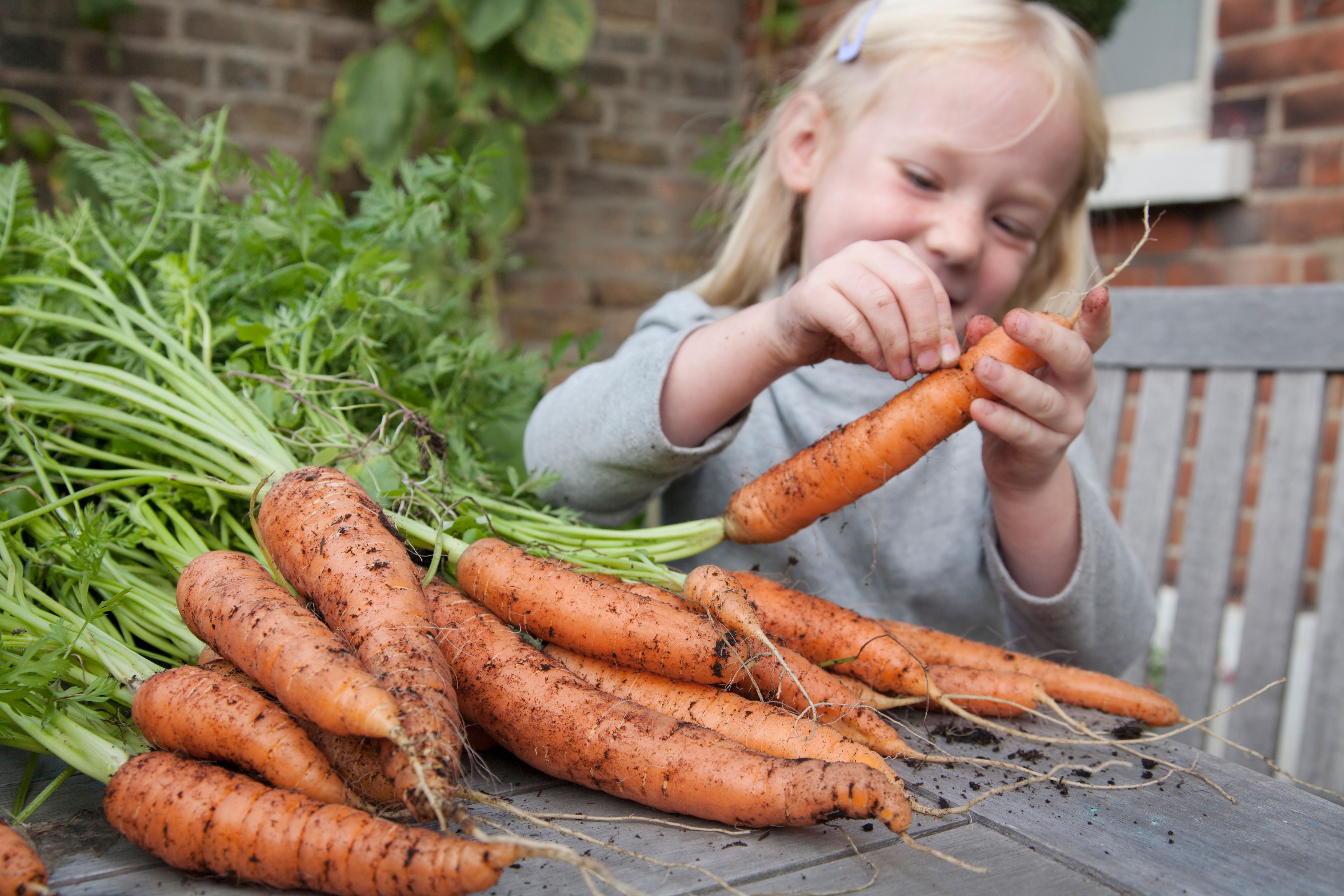 Las verduras ahora son la mitad de nutritivas que hace 60 años