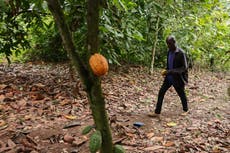 El Parlamento de Ghana aprueba duras protecciones a cultivo de cacao, con hasta 20 años de cárcel