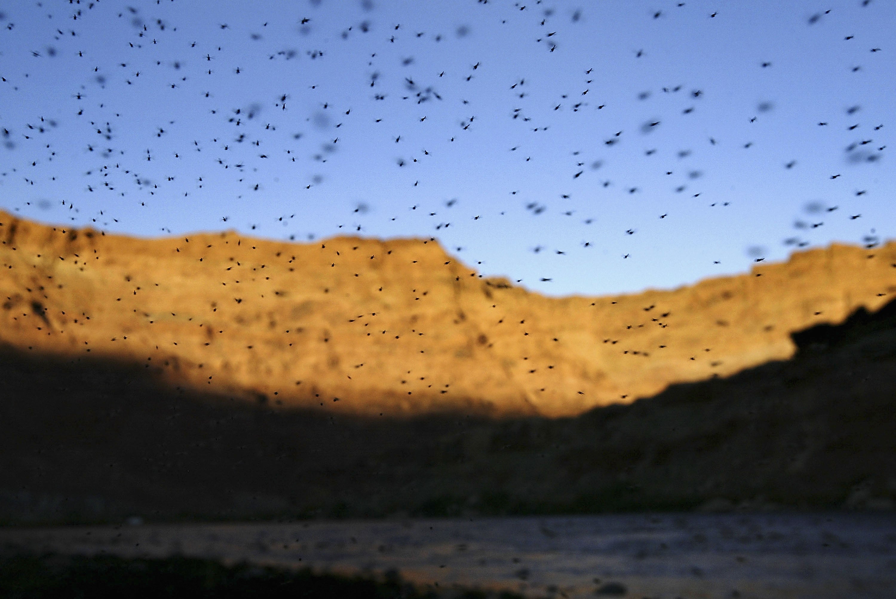 Una nube de mosquitos sobre el río Colorado, cerca de Page, Arizona, mientras los casos del virus del Nilo Occidental alcanzan un máximo de 22 años en EE. UU.