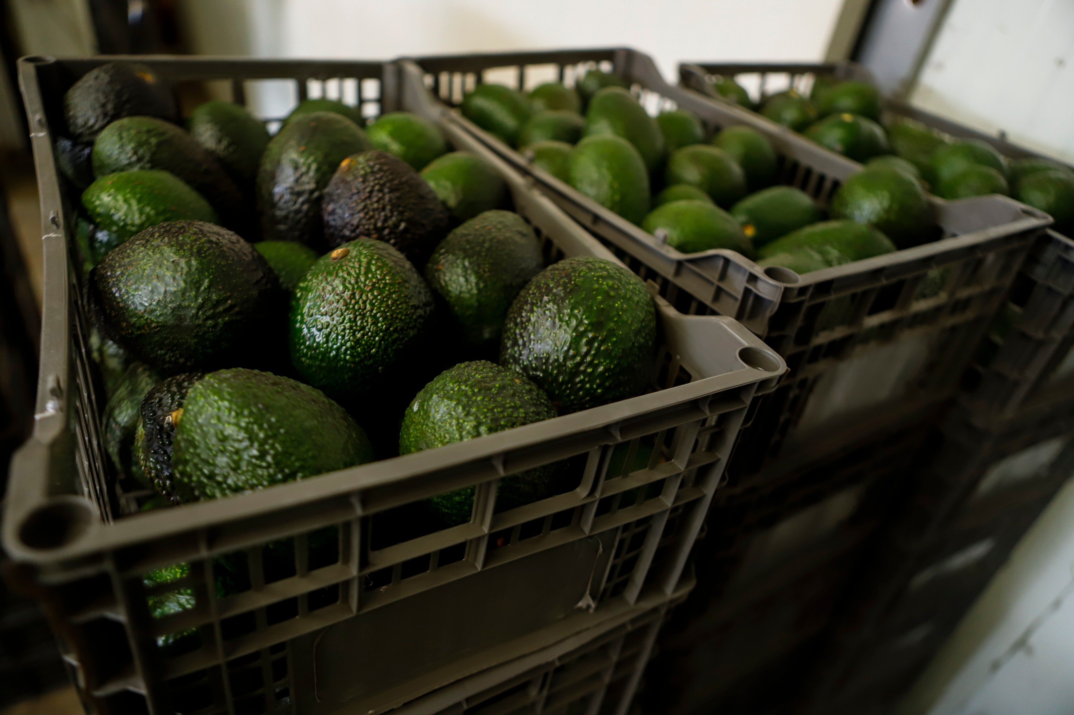 MÉXICO-EEUU AGUACATES