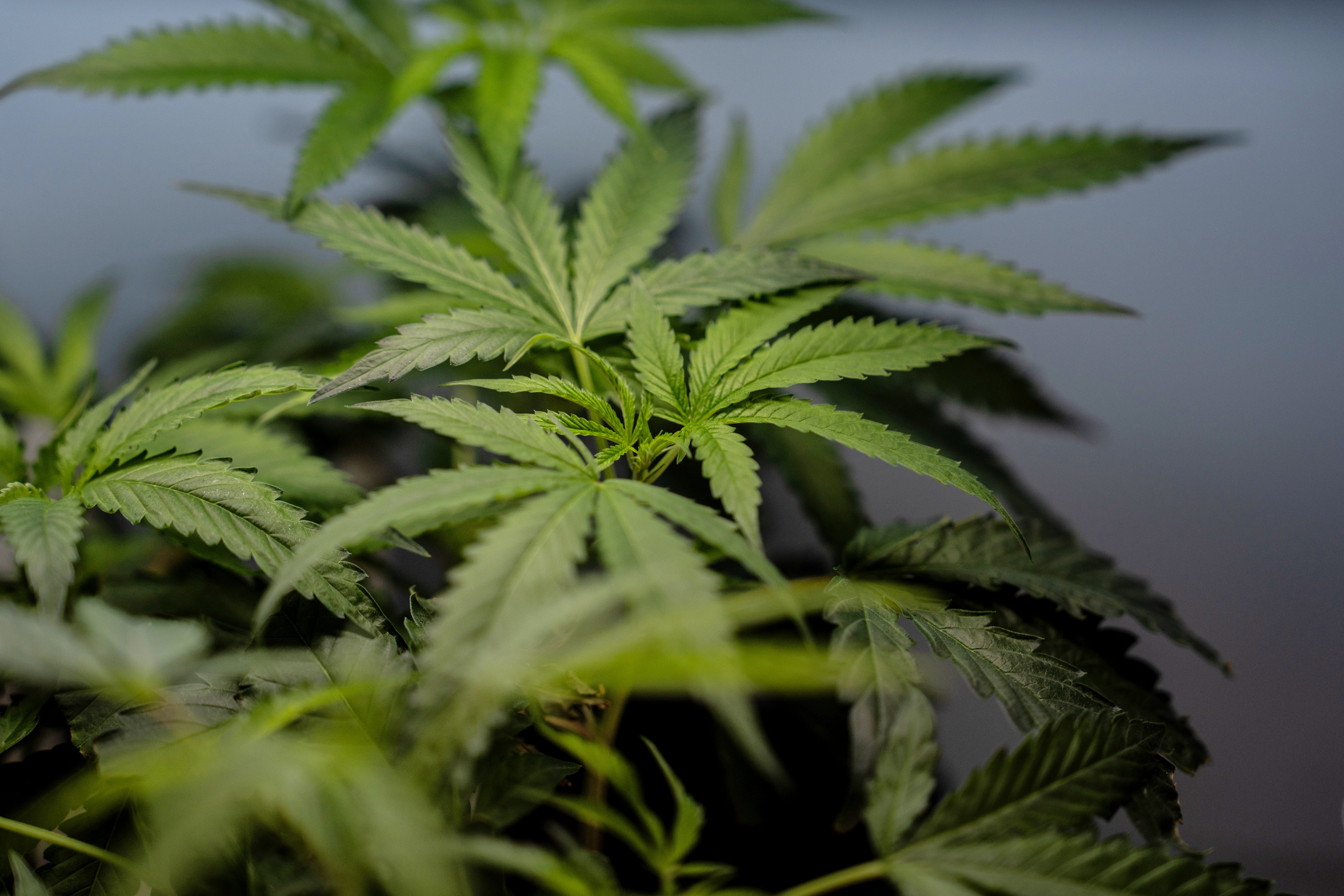 Aumentan los casos de nauseas entre consumidores crónicos de marihuana en EEUU