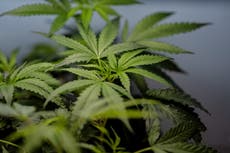 Aumentan los casos de nauseas entre consumidores crónicos de marihuana en EEUU
