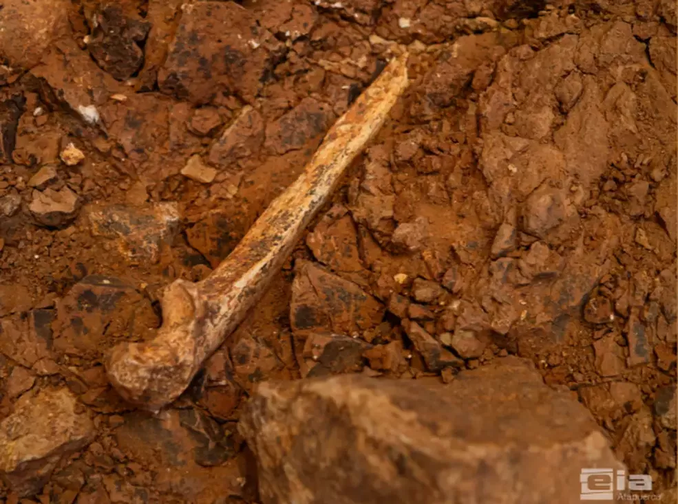 Un nuevo fósil revela una población de Homo antecesor mucho más completa y confirma que el canibalismo también afectó a los adultos.