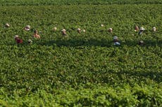 El calor extremo transforma el vino espumoso de Italia con vendimias tempranas y nocturnas