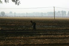 Agricultor pierde 10 hectáreas de cultivos tras confiar en una IA