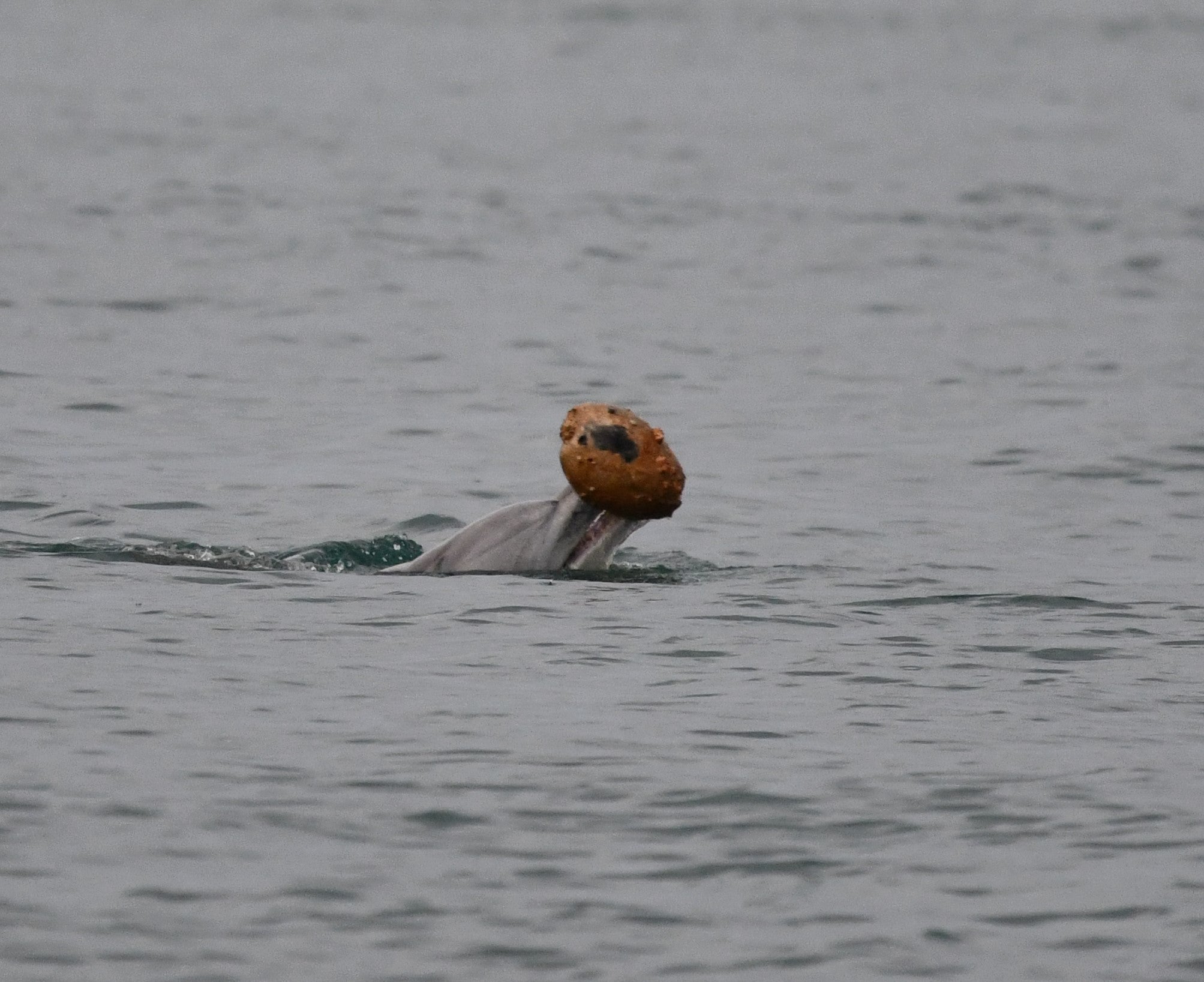 Los delfines utilizan conchas marinas para pescar