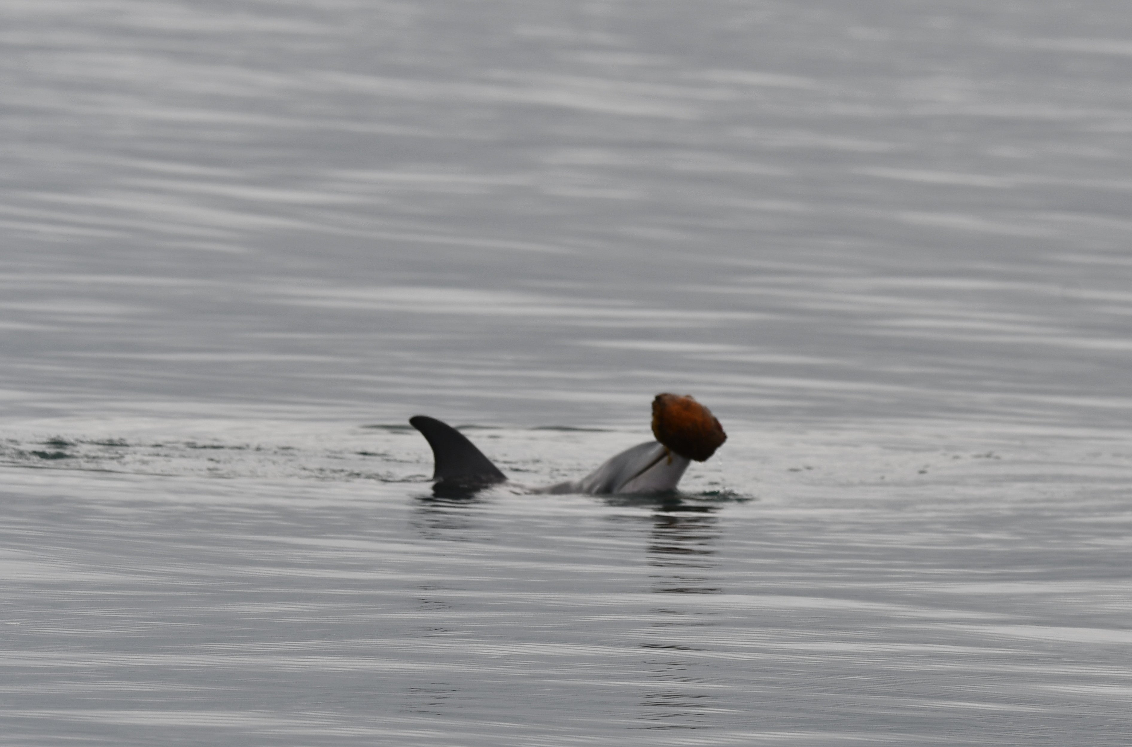 Los delfines pescan utilizando conchas