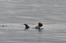 Graban a delfines usando conchas marinas para pescar por primera vez