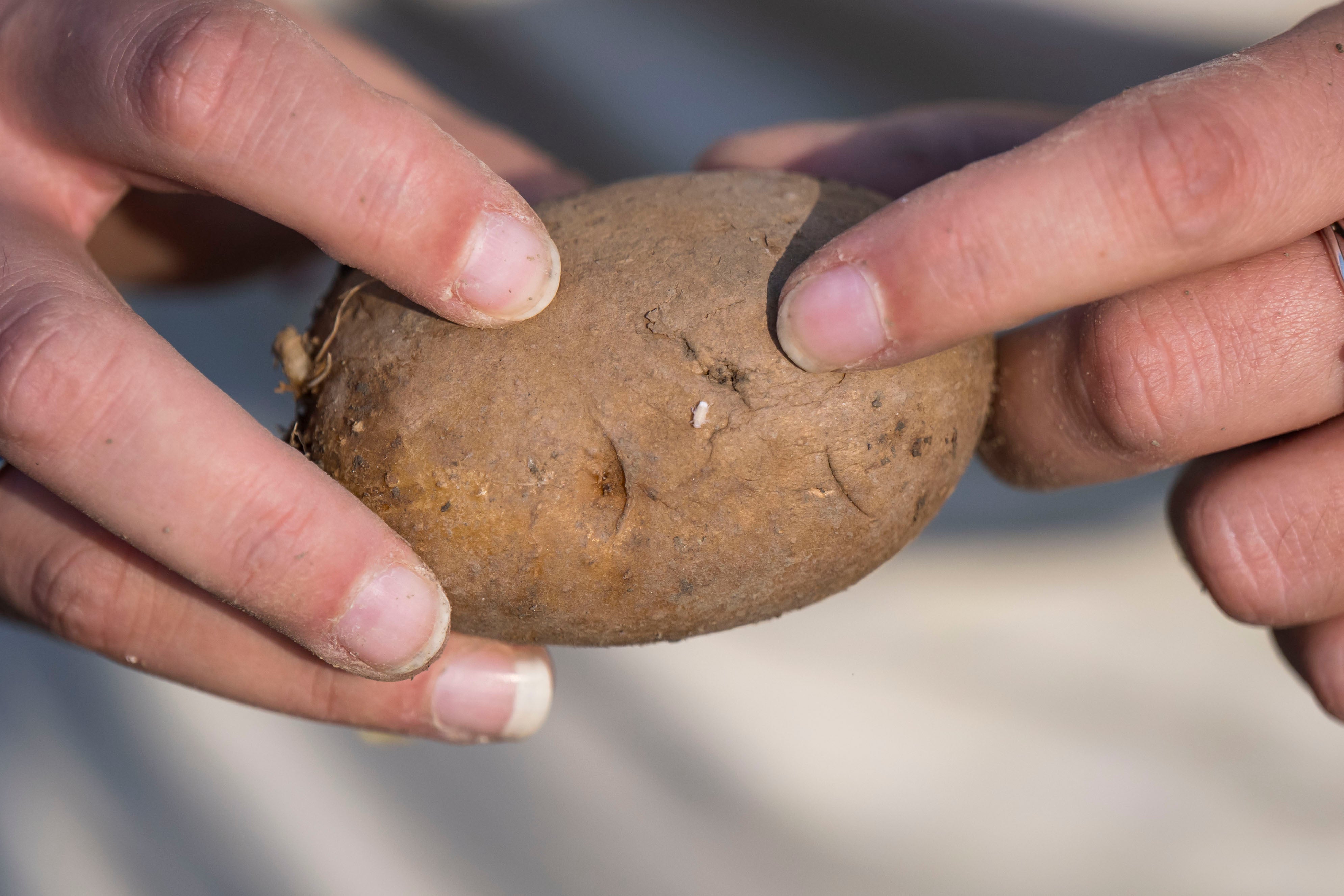 Agricultores surcoreanos encuentran papas “hervidas” en la tierra debido al calor