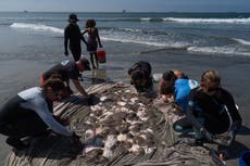 Aumentan las picaduras de raya mientras una ola de calor marina las acerca a costa sur de California
