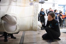 Llegan más ballenas al acuario de Chicago desde parque canadiense cerrado