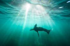 Hombre de San Diego se declara culpable de patear a un león marino