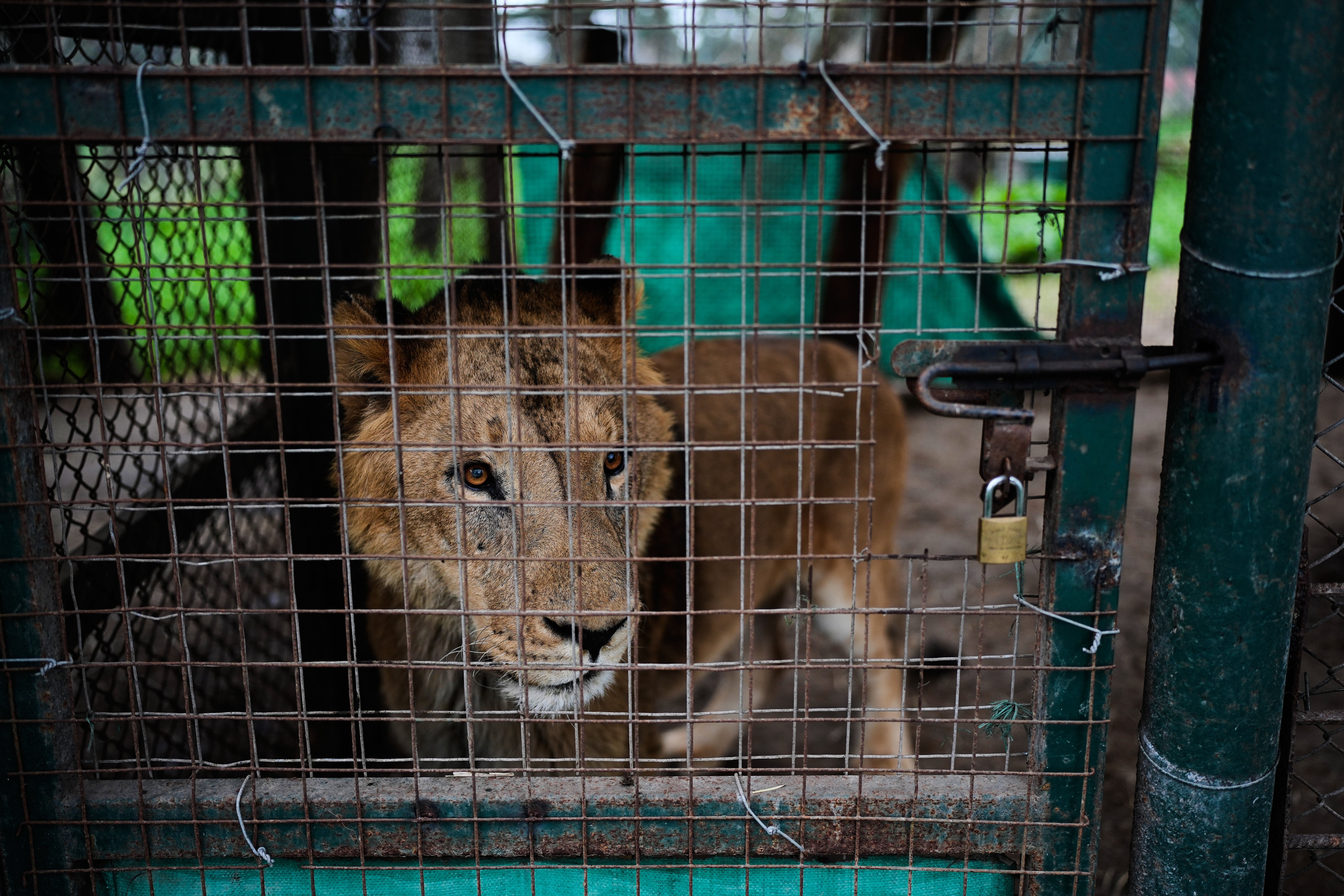 ARGENTINA-GRANDES FELINOS
