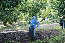 El sector aguacatero mexicano celebra el reinicio de las exportaciones a EEUU pero el miedo continúa