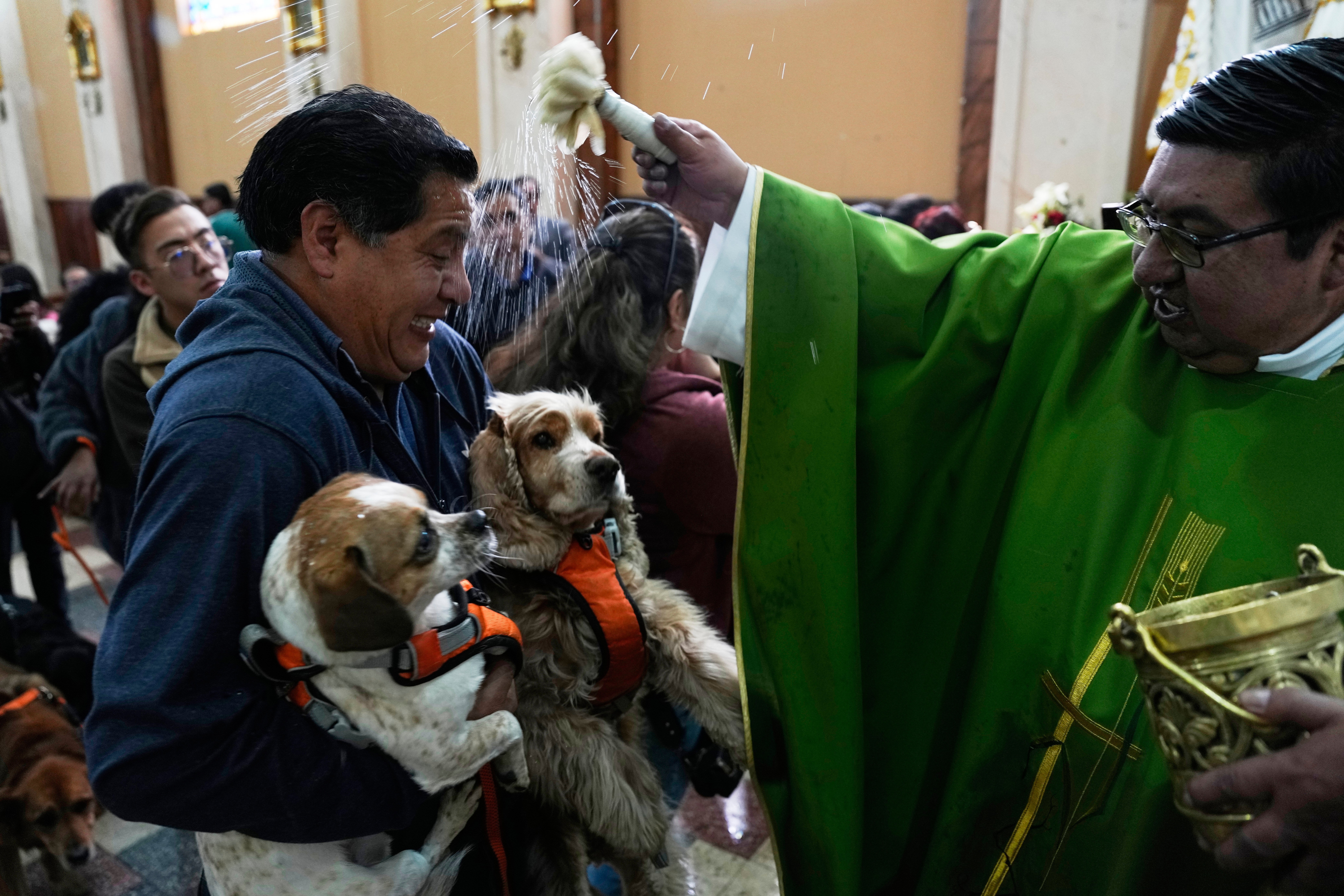 BOLIVIA-DÍA DE LOS PERROS