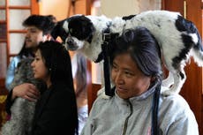 Gran cantidad de perros asisten a misa por la festividad de San Roque en Bolivia