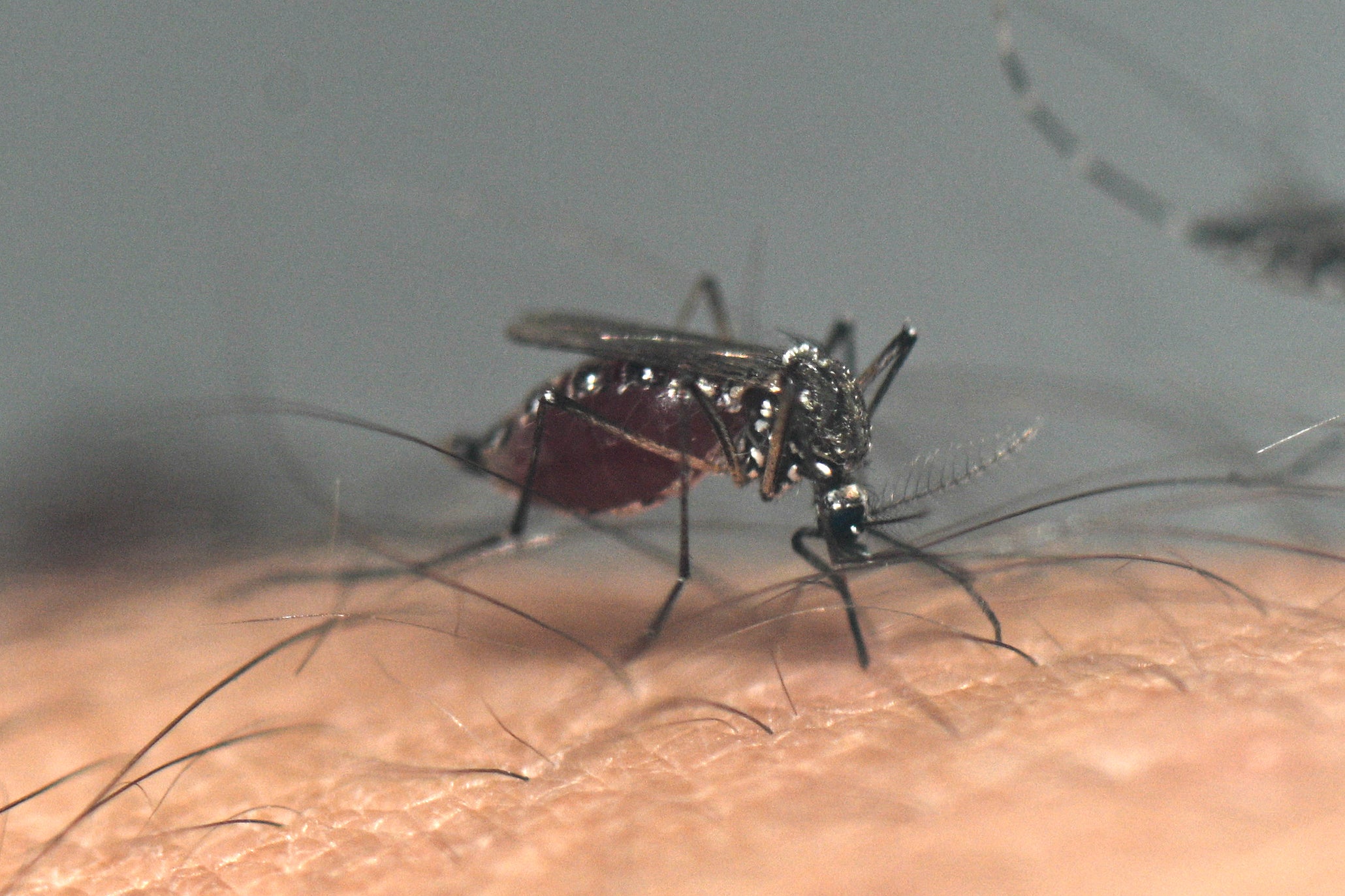 El virus del Nilo Occidental, transmitido por mosquitos, se detectó en 30 estados, y recientemente se registraron fallecimientos en California