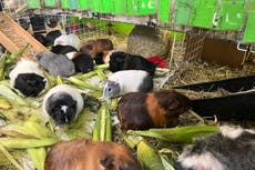 Un santuario en Massachusetts cuida de cientos de cobayas