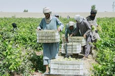 Una abundante cosecha de uvas en Kandahar se amarga por cierres fronterizos con Pakistán