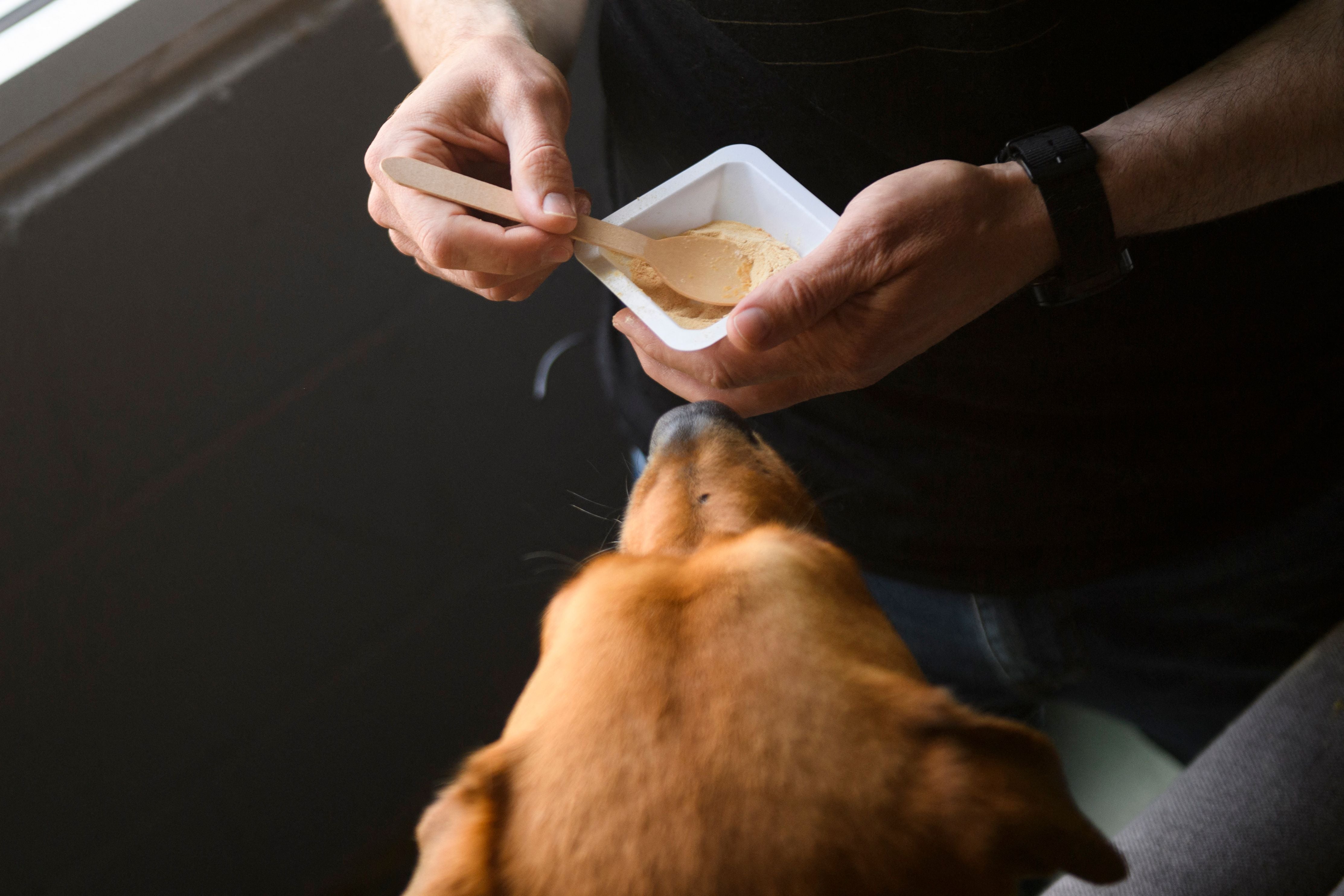 ¿Probarías la comida de tu perro? Cuatro de cada 10 dueños dicen que sí