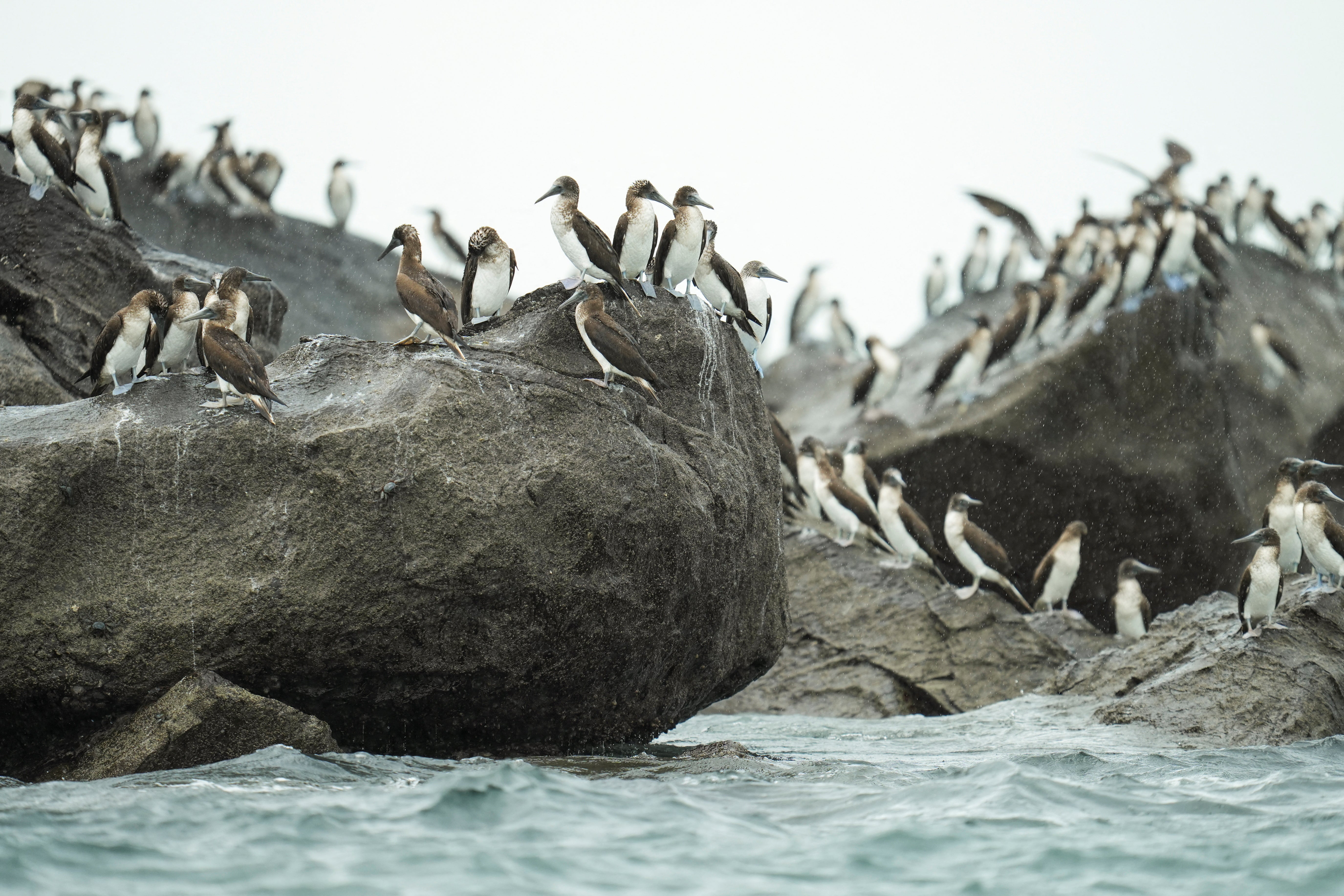 Piqueros de patas azules ( Sula nebouxii ), adultos y jóvenes, descansan sobre las rocas cerca de la entrada del Canal de Panamá. Estas aves marinas, propias de las aguas frías y ricas en nutrientes frente a las costas de Perú y Chile, aparecieron fuera de su hábitat habitual mientras El Niño eleva la temperatura del Pacífico oriental