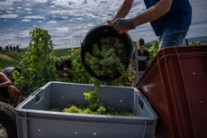 Olas de calor en Europa complican cosechas de uvas para champaña