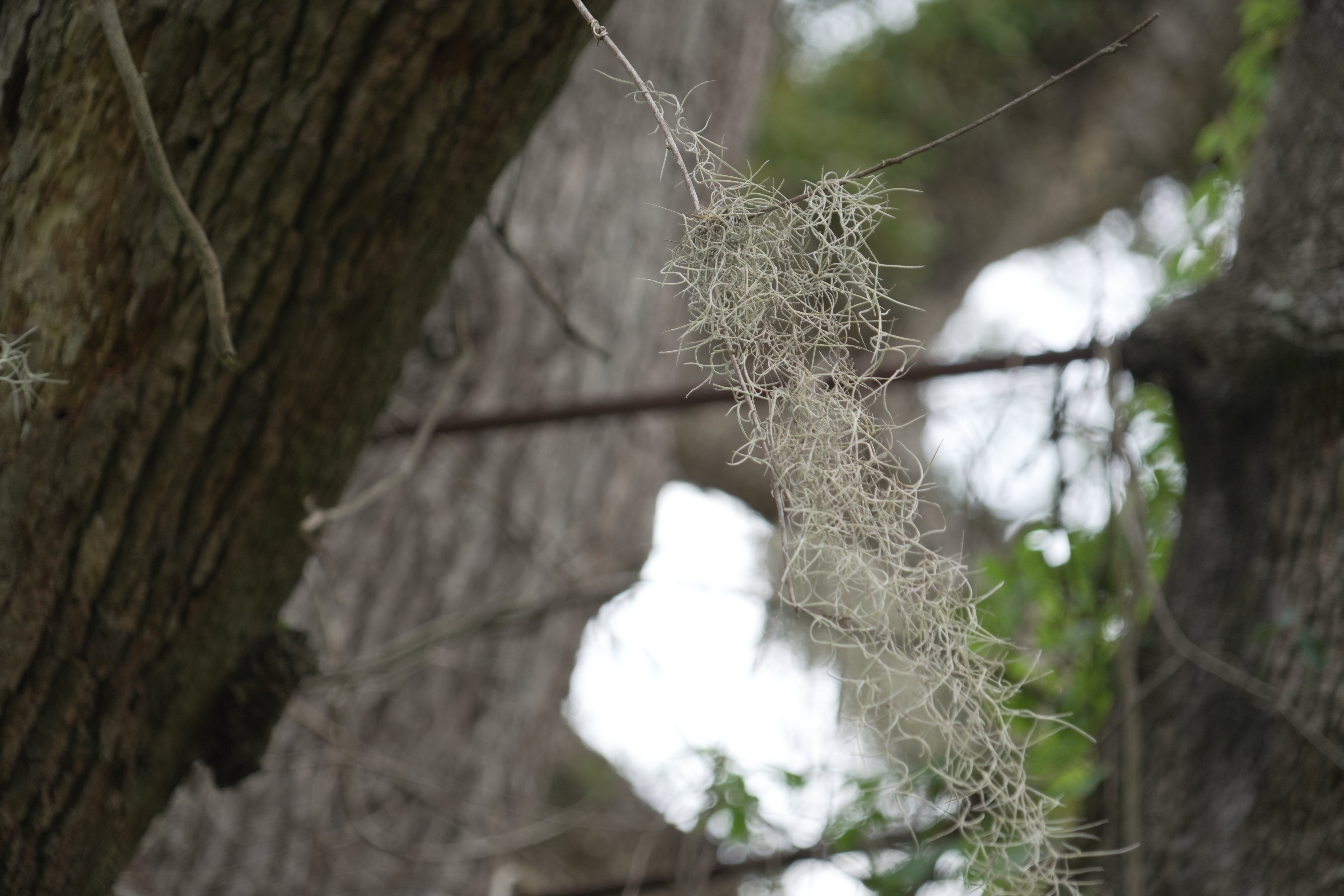 El musgo español cuelga entre los cables de acero instalados hace unos 50 años para estabilizar el árbol