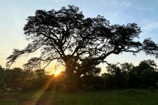 Este árbol sobrevivió a una sangrienta batalla. Ahora lucha por seguir en pie