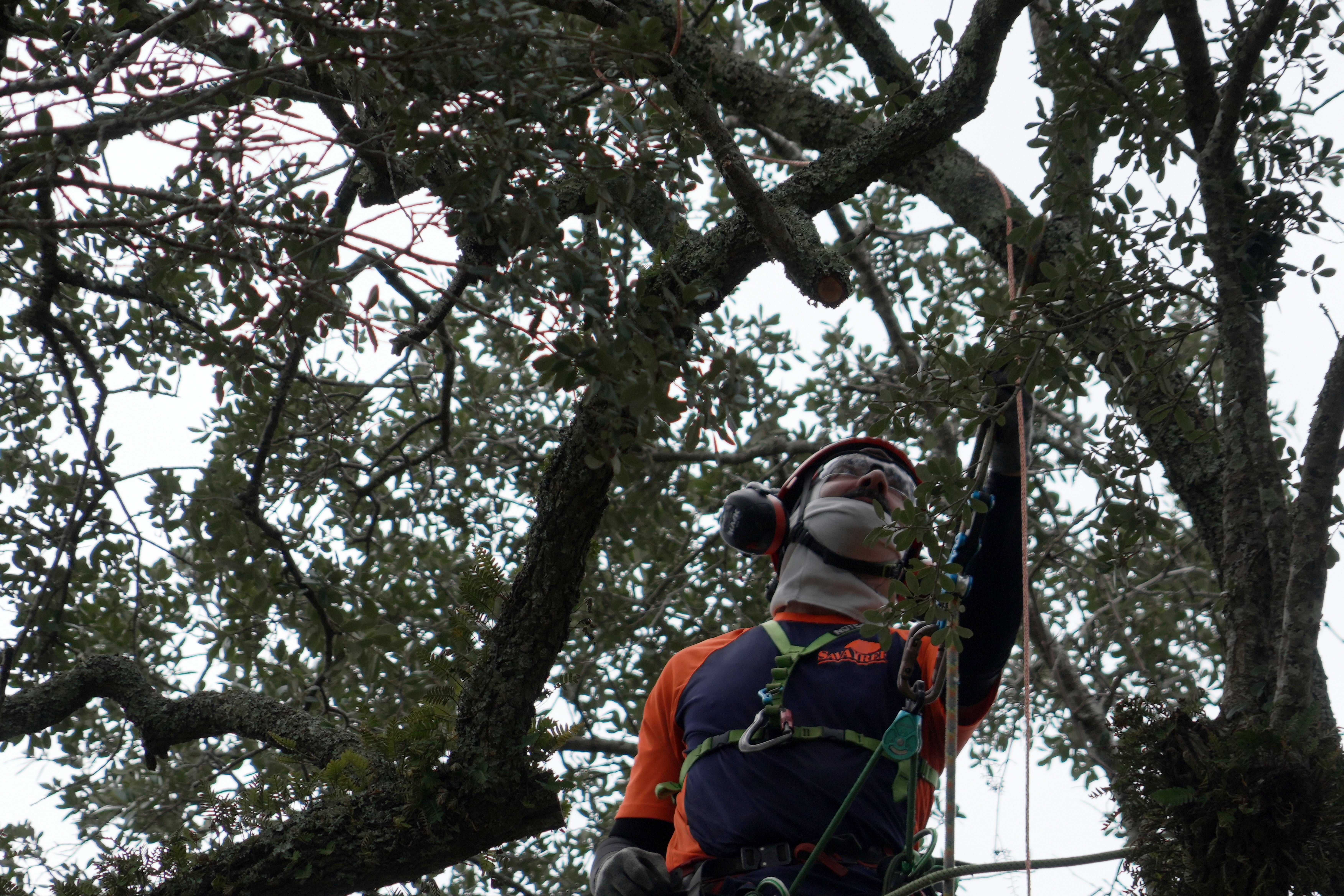 Andrew Giordano, especialista en el cuidado de plantas y árboles, instala un cable de cobre para proteger las ramas del roble de los rayos