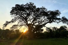 Tratan de salvar árbol en EEUU que fue testigo de la Guerra de Independencia