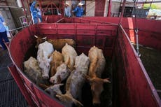Reapertura de cruce fronterizo con México probablemente no reducirá mucho los precios