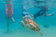 La Tierra hierve con récord de temperatura del agua, una mala noticia para peces y humanos