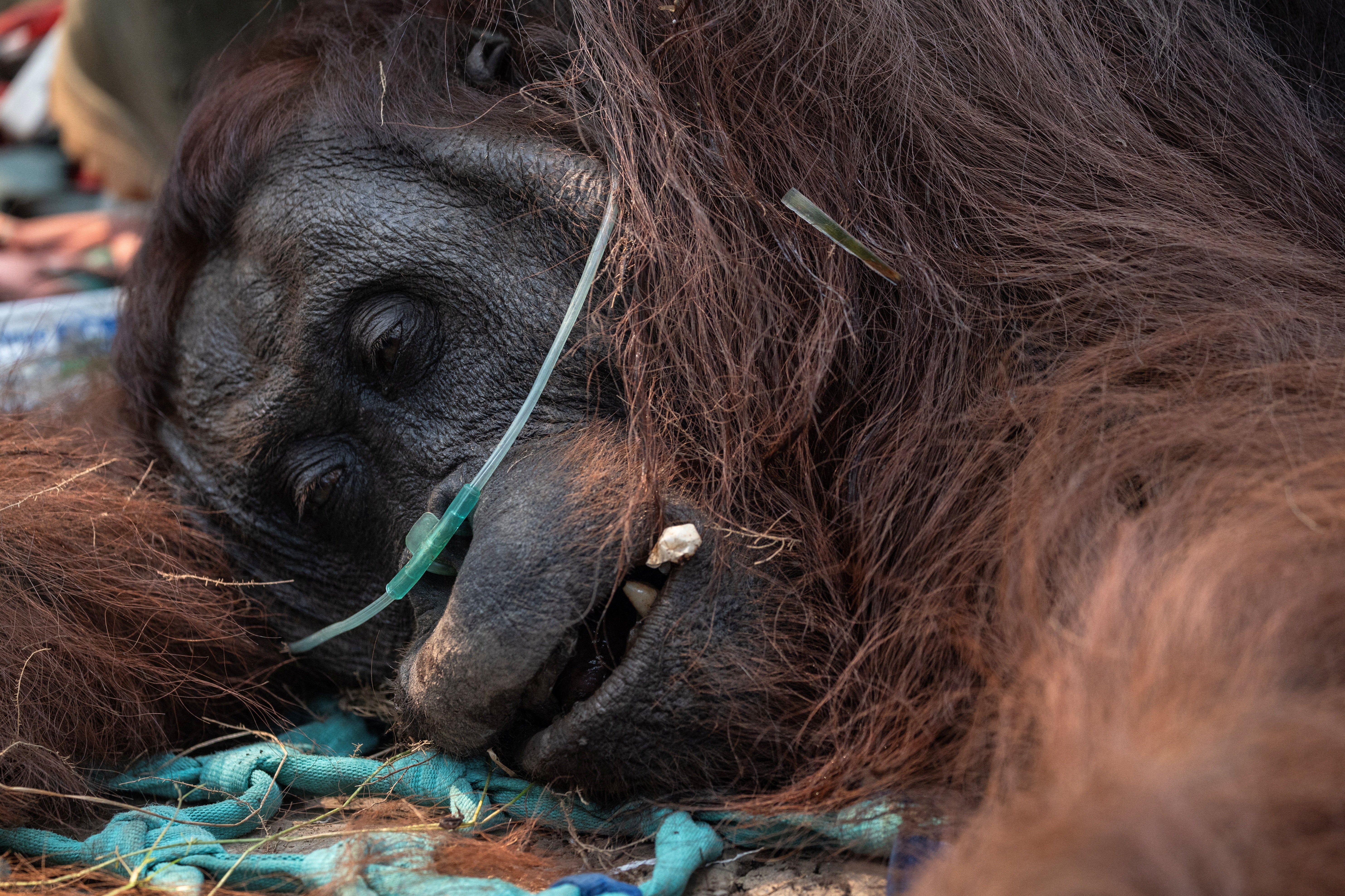 El humo de los incendios cubre el hábitat de orangutanes en Borneo