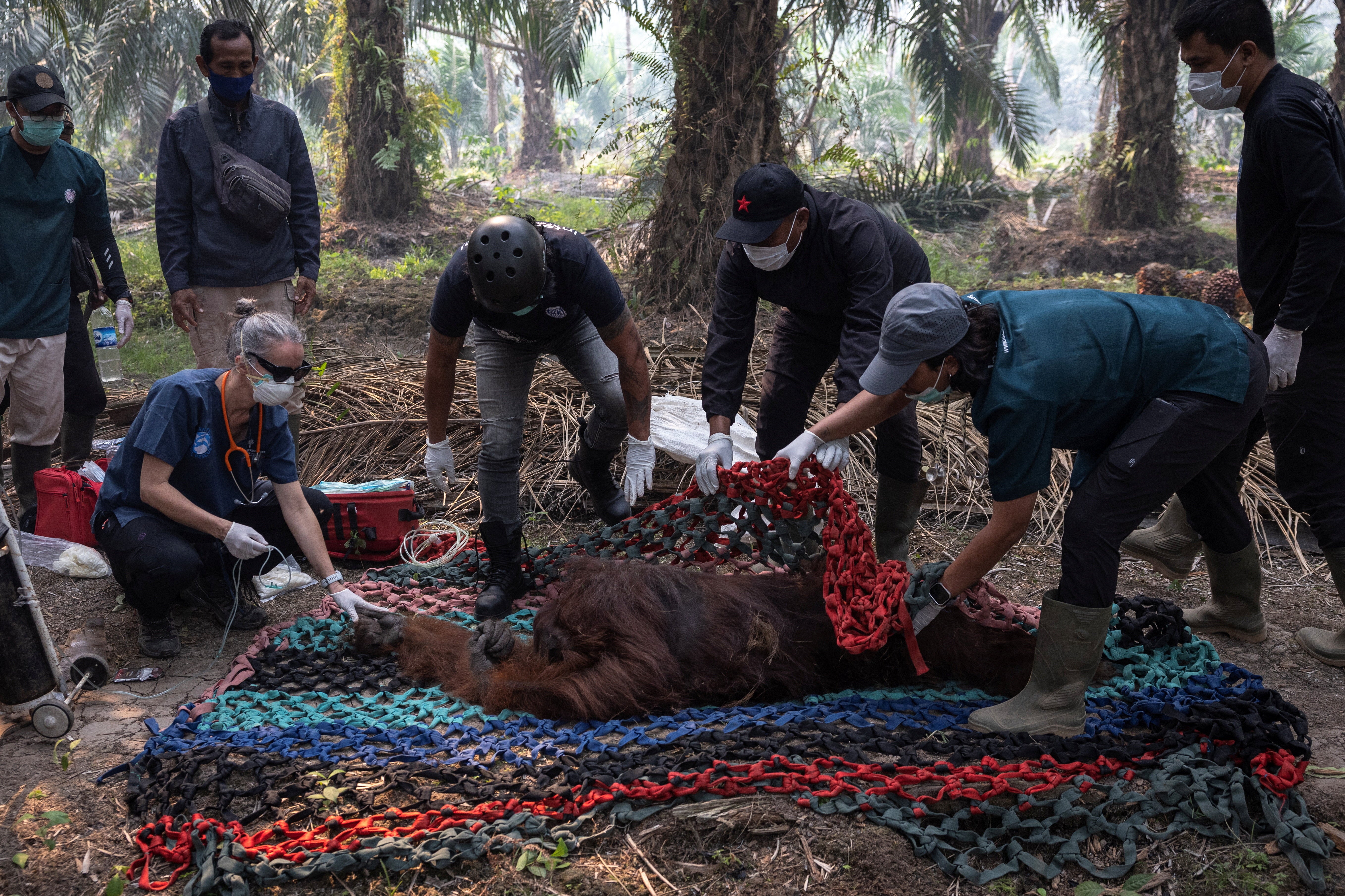 Un orangután es rescatado de la zona afectada por los incendios en Borneo, Indonesia