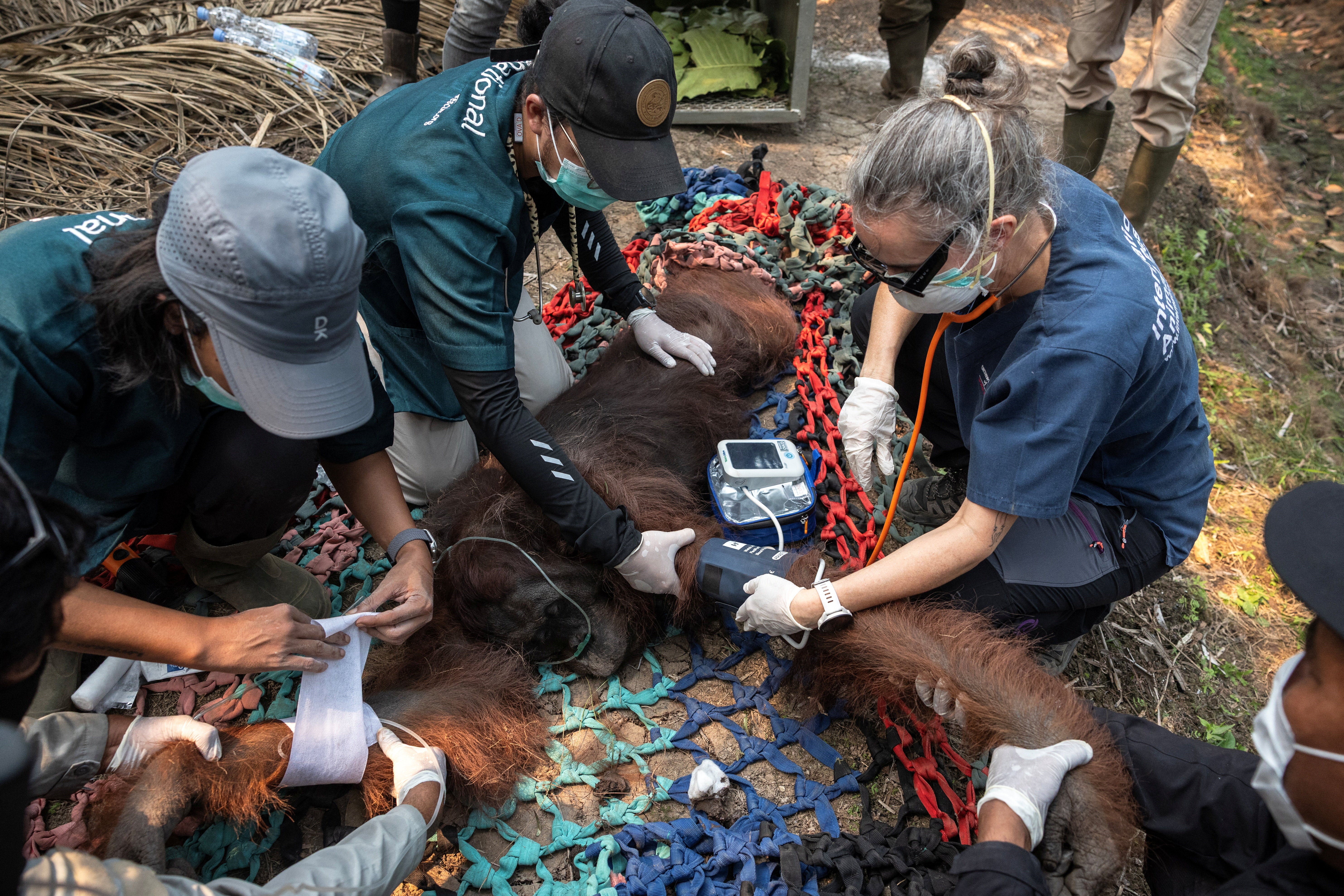 Un orangután recibe alimento por vía intravenosa