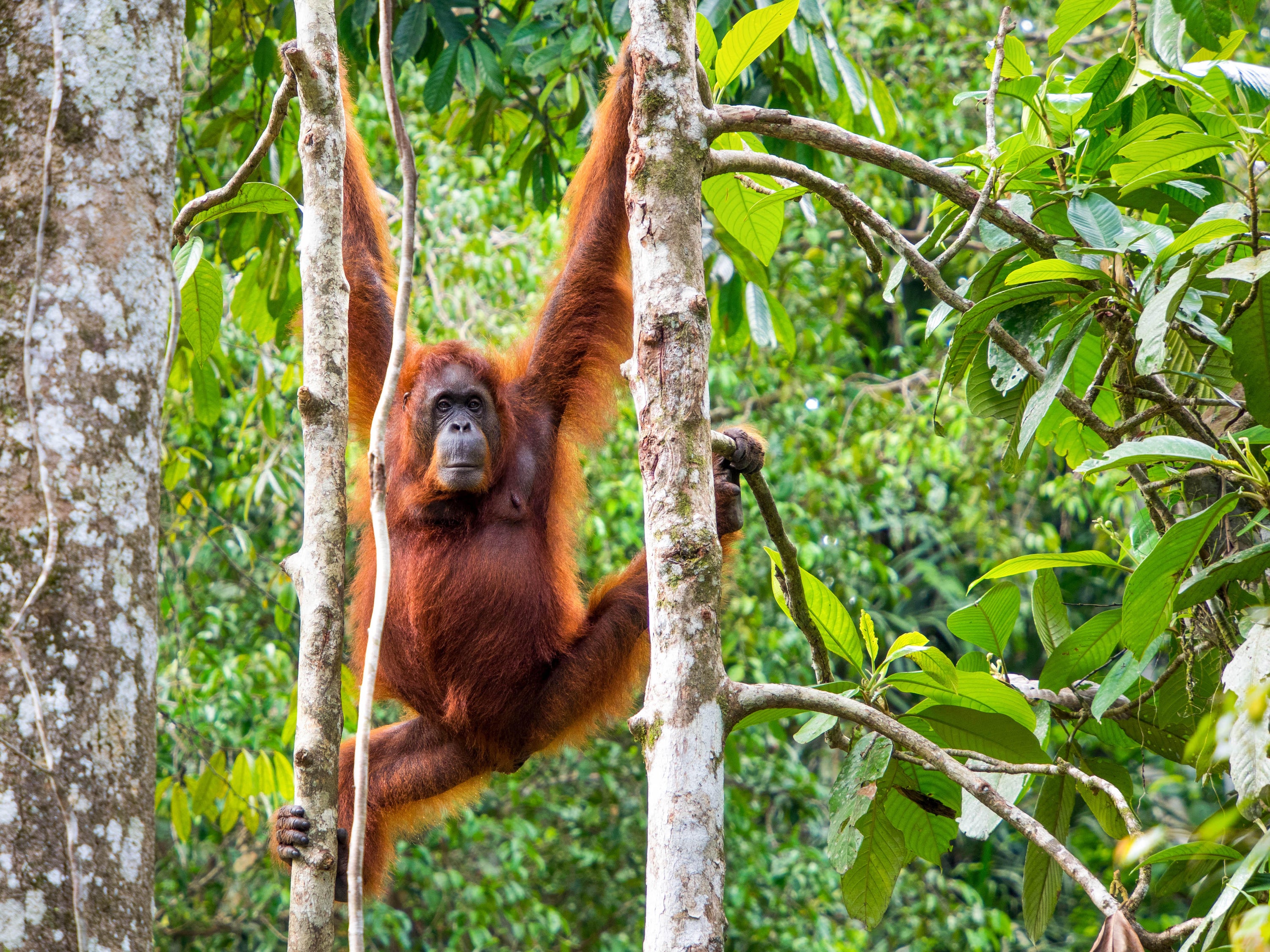 El orangután de Borneo está catalogado como una especie en peligro crítico de extinción