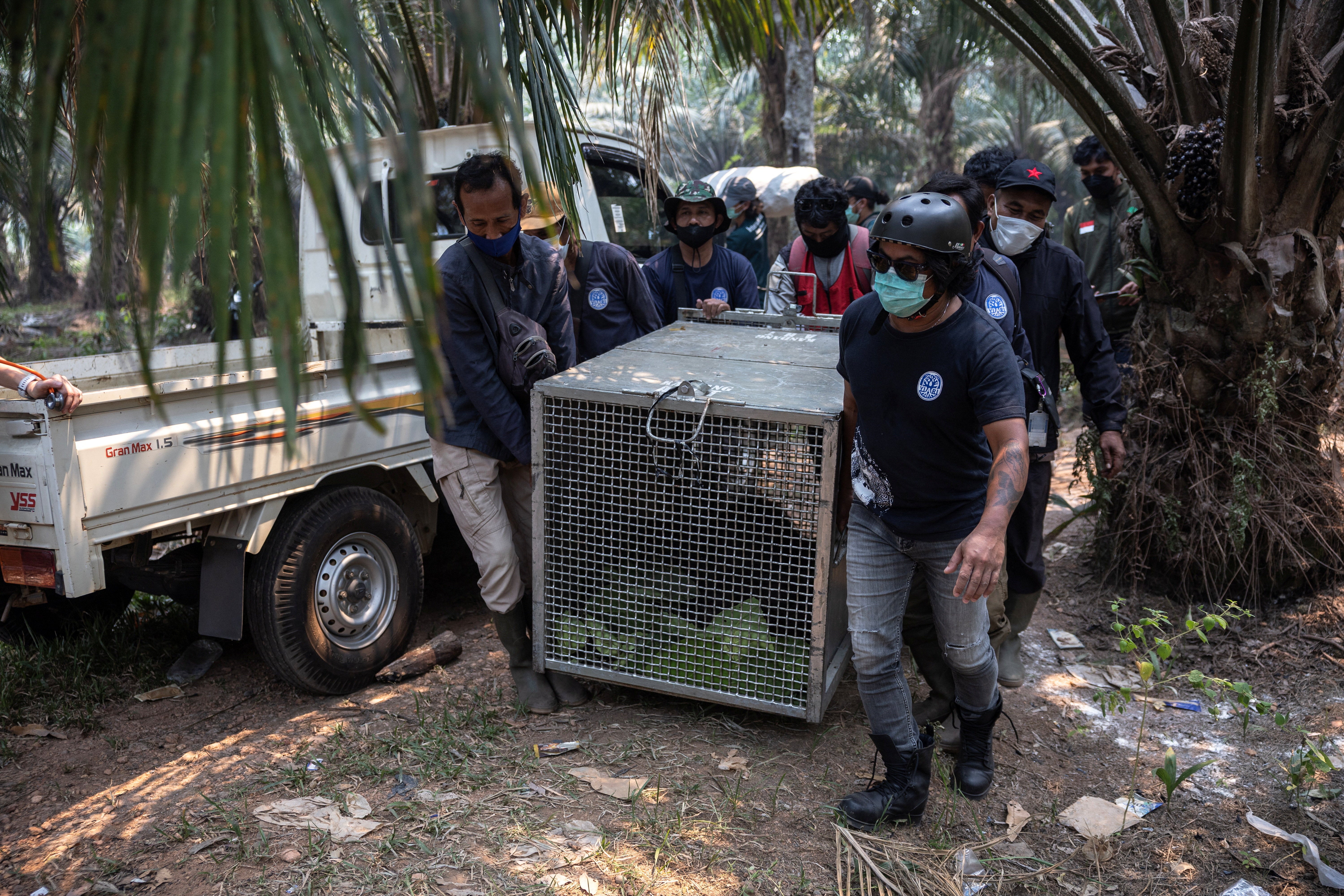 Los rescatistas trasladan a Sampurna, una orangutana, en una jaula hacia un centro de rehabilitación