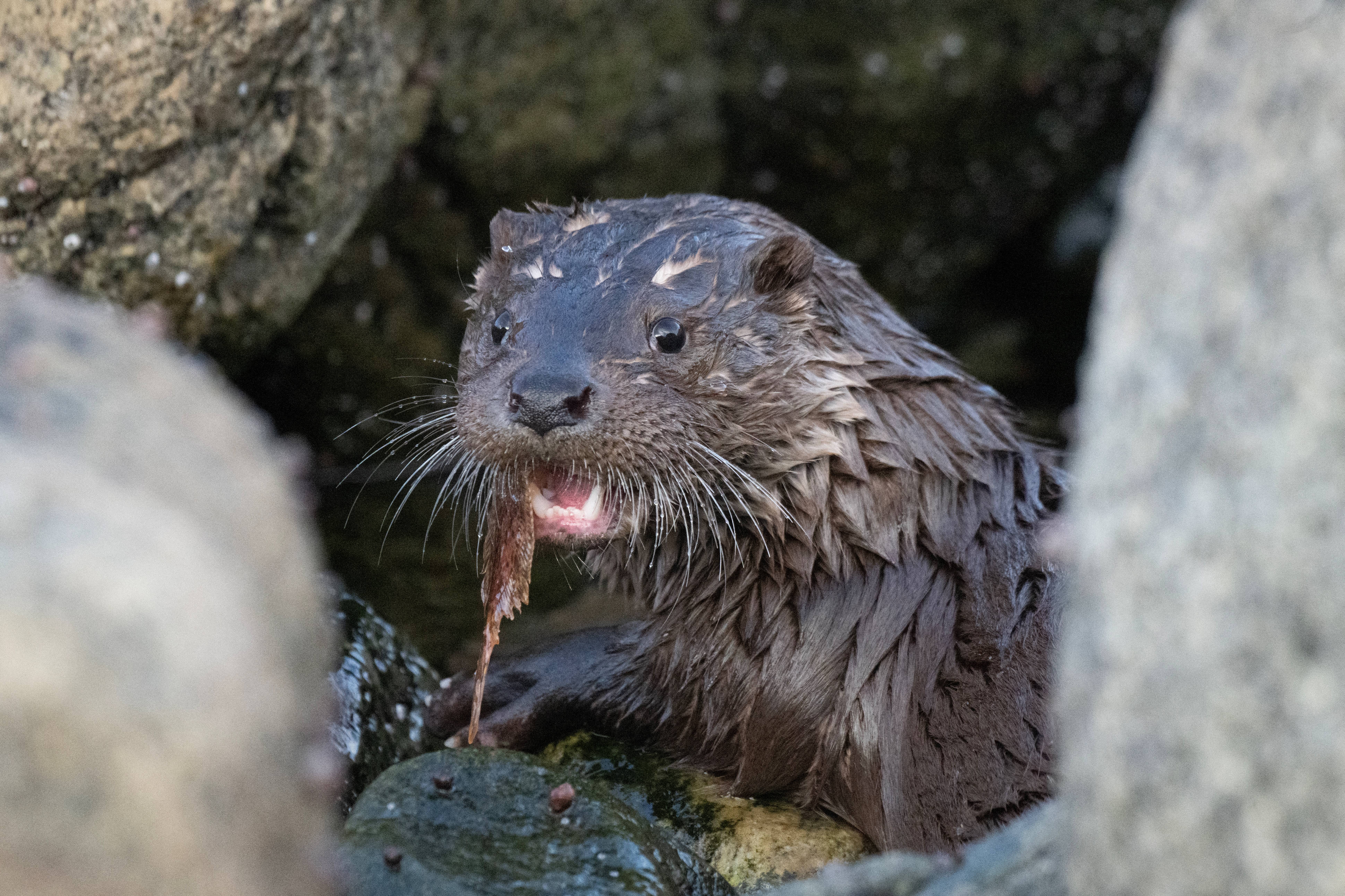 Una nutria atacó a una mujer de Nevada mientras nadaba en el lago Tahoe este fin de semana y la dejó ensangrentada y con la necesidad de que le pusieran puntos