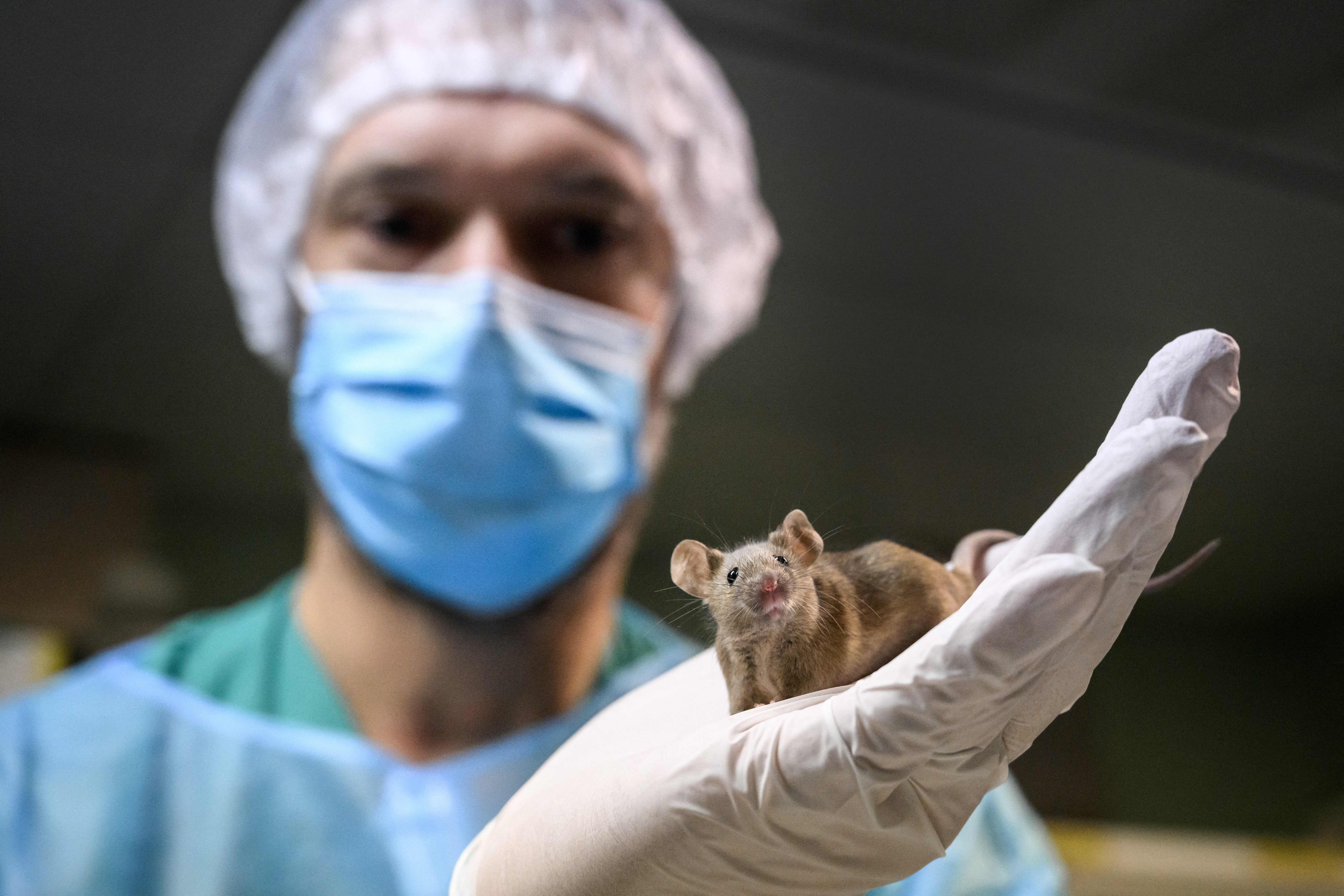 Las pruebas en ratones demostraron que aquellos que recibieron los medicamentos presentaron mejoras en su salud en comparación con los ratones que siguieron dietas bajas en calorías